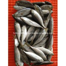 Good Quality Frozen Japanese Jack Mackerel Fish